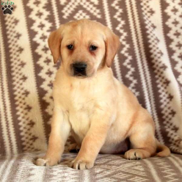 Evie, Yellow Labrador Retriever Puppy