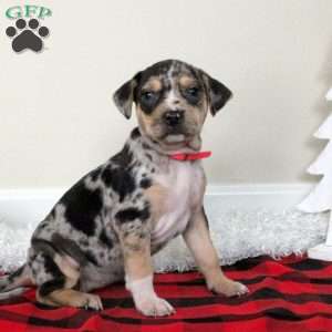 Evie, Catahoula Bulldog Puppy