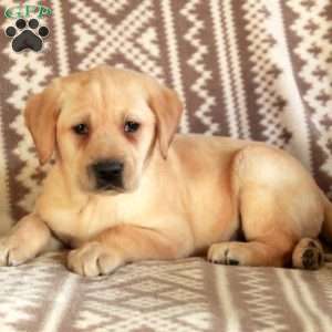 Evie, Yellow Labrador Retriever Puppy