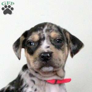 Evie, Catahoula Bulldog Puppy