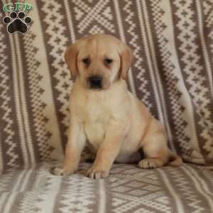 Evie, Yellow Labrador Retriever Puppy