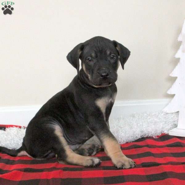Ezra, Catahoula Bulldog Puppy