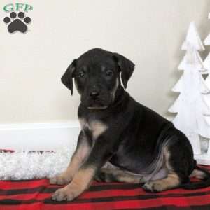 Ezra, Catahoula Bulldog Puppy