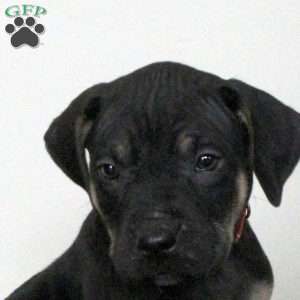 Ezra, Catahoula Bulldog Puppy