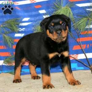 Ezra, Rottweiler Puppy