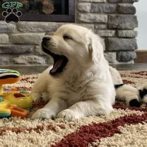 Glacier, English Cream Golden Retriever Puppy