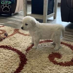Glacier, English Cream Golden Retriever Puppy