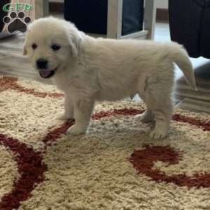 Glacier, English Cream Golden Retriever Puppy