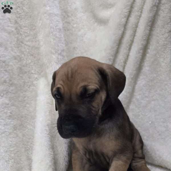 Jake, Great Dane Puppy