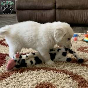 Tommy, English Cream Golden Retriever Puppy