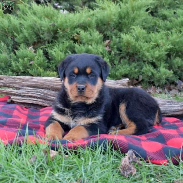 Faith, Rottweiler Puppy