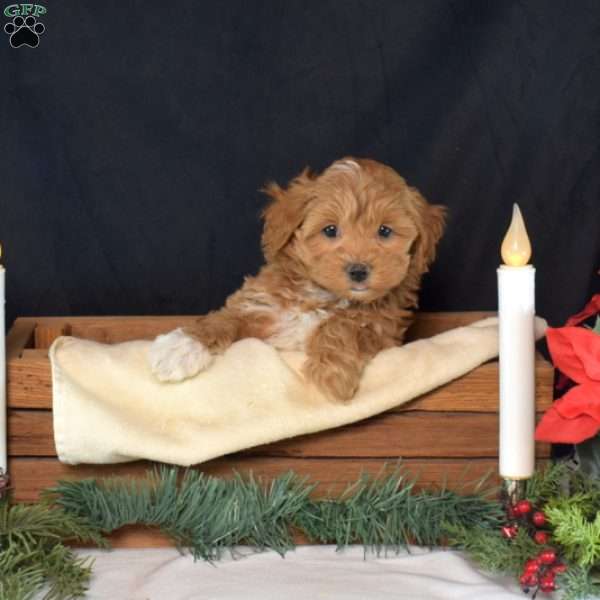 Faith, Maltipoo Puppy