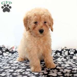 Faith, Mini Goldendoodle Puppy