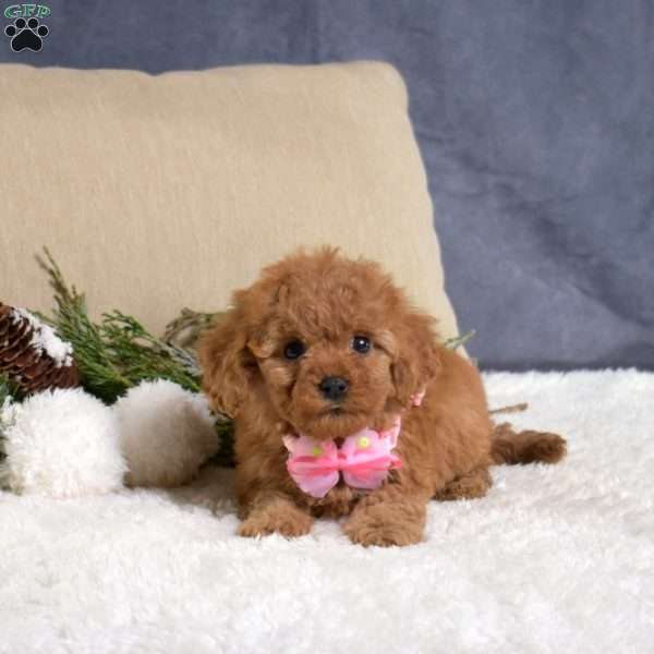 Faith, Cavapoo Puppy