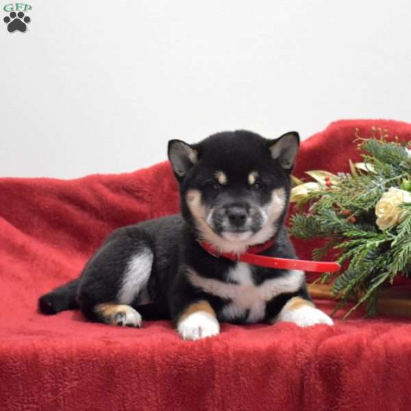 Faith, Shiba Inu Puppy