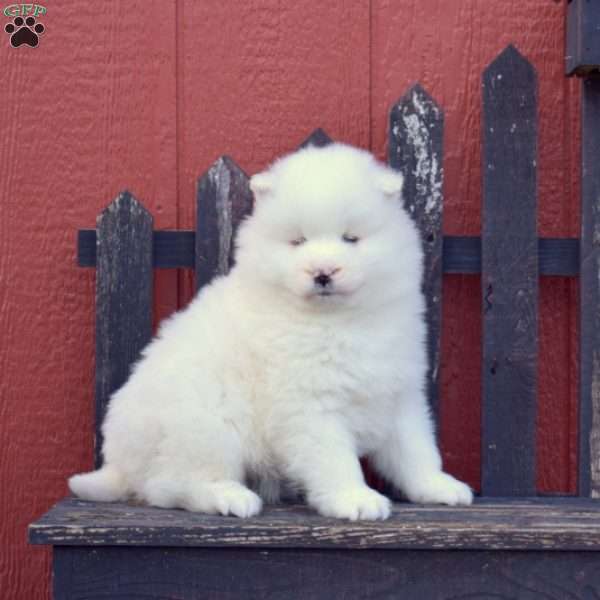 Faith, Samoyed Puppy