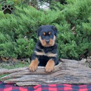 Faith, Rottweiler Puppy
