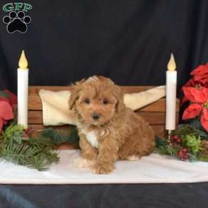 Faith, Maltipoo Puppy