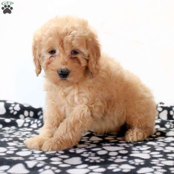 Faith, Mini Goldendoodle Puppy