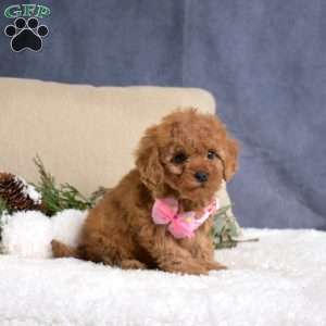 Faith, Cavapoo Puppy