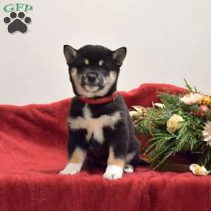 Faith, Shiba Inu Puppy