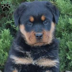 Faith, Rottweiler Puppy
