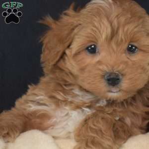 Faith, Maltipoo Puppy