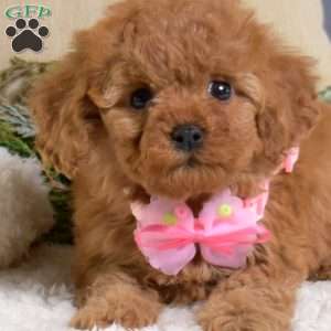 Faith, Cavapoo Puppy