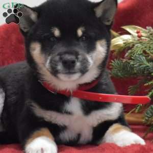 Faith, Shiba Inu Puppy