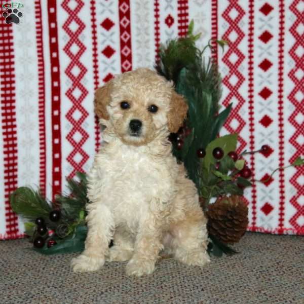 Faith, Cockapoo Puppy