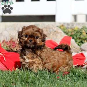 Faith, Shih Tzu Puppy