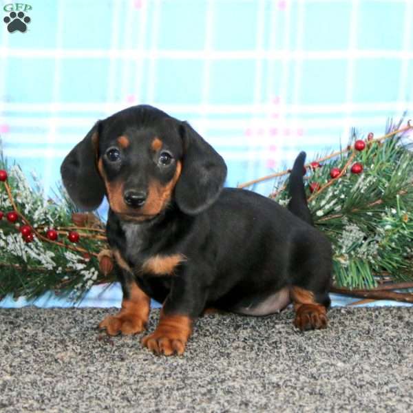 Faith-Mini, Dachshund Puppy