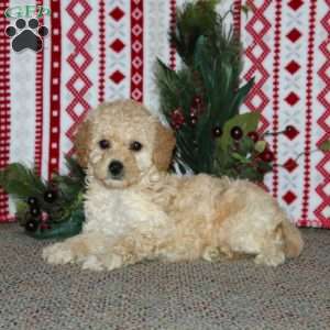 Faith, Cockapoo Puppy