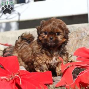 Faith, Shih Tzu Puppy