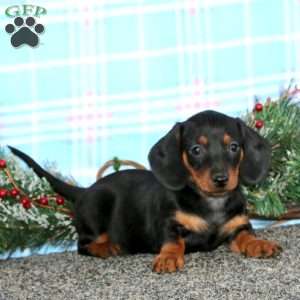 Faith-Mini, Dachshund Puppy