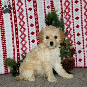 Faith, Cockapoo Puppy