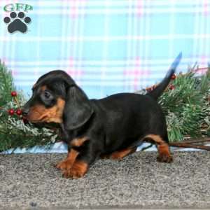 Faith-Mini, Dachshund Puppy