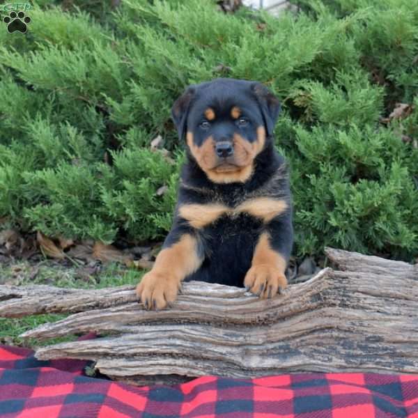 Falcon, Rottweiler Puppy