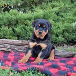 Falcon, Rottweiler Puppy
