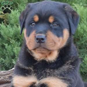 Falcon, Rottweiler Puppy
