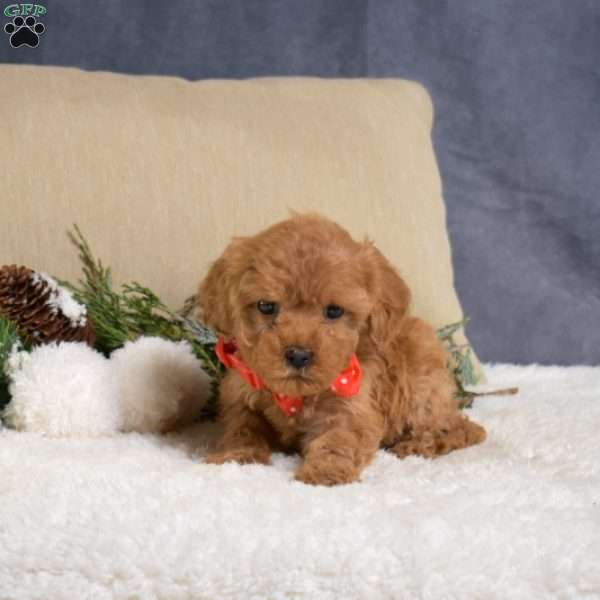 Fancy, Cavapoo Puppy