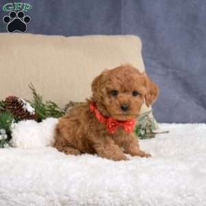 Fancy, Cavapoo Puppy