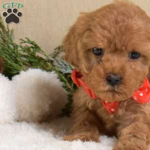 Fancy, Cavapoo Puppy