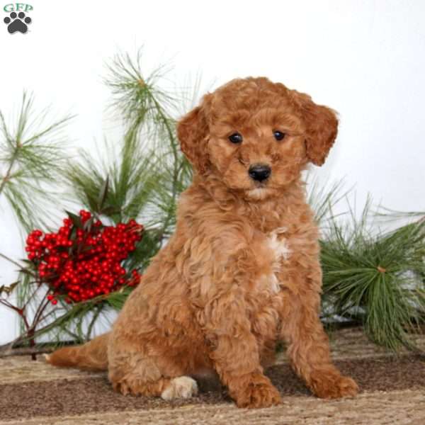 Fancy, Mini Goldendoodle Puppy