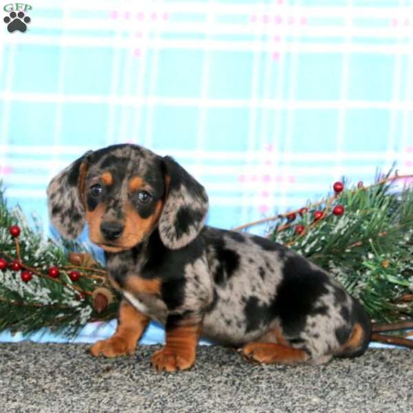 Fancy-Mini, Dachshund Puppy