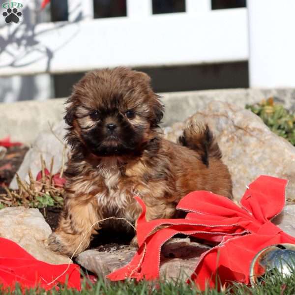 Fancy, Shih Tzu Puppy