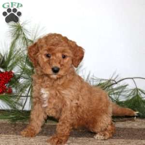 Fancy, Mini Goldendoodle Puppy