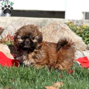 Fancy, Shih Tzu Puppy