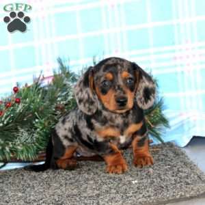 Fancy-Mini, Dachshund Puppy