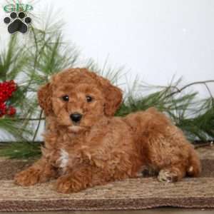 Fancy, Mini Goldendoodle Puppy